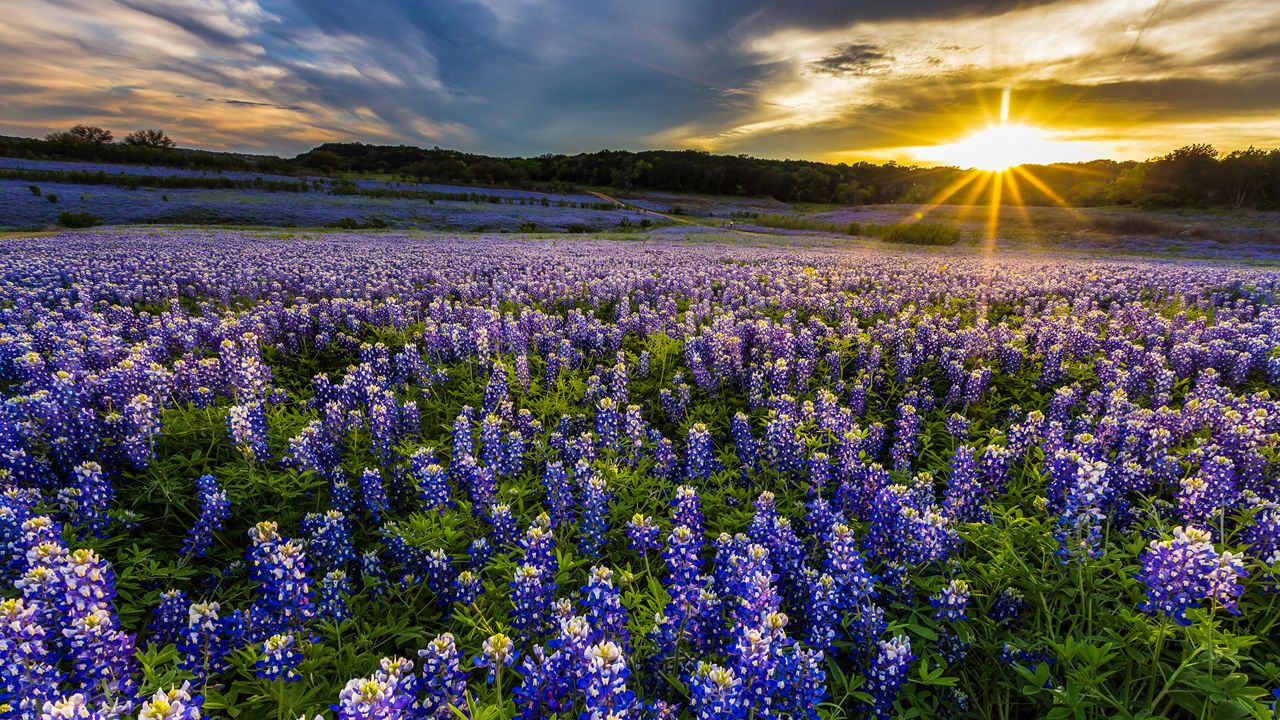 austin_sunny_gettyimages-648495648jpg