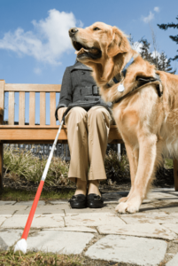 are service dogs legal in texas